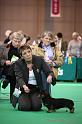 Crufts2011_2 974